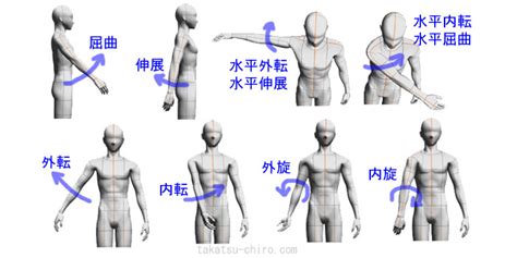 方向用語|人体解剖学で使われる基本用語を猿でも分かるように解説（イラ。